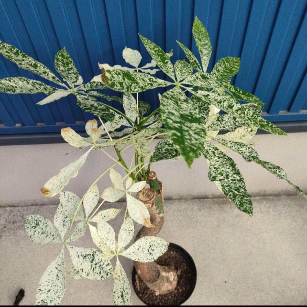 Amazon｜観葉植物パキラ ミルキーウェイ □ 斑入 □ インテリア